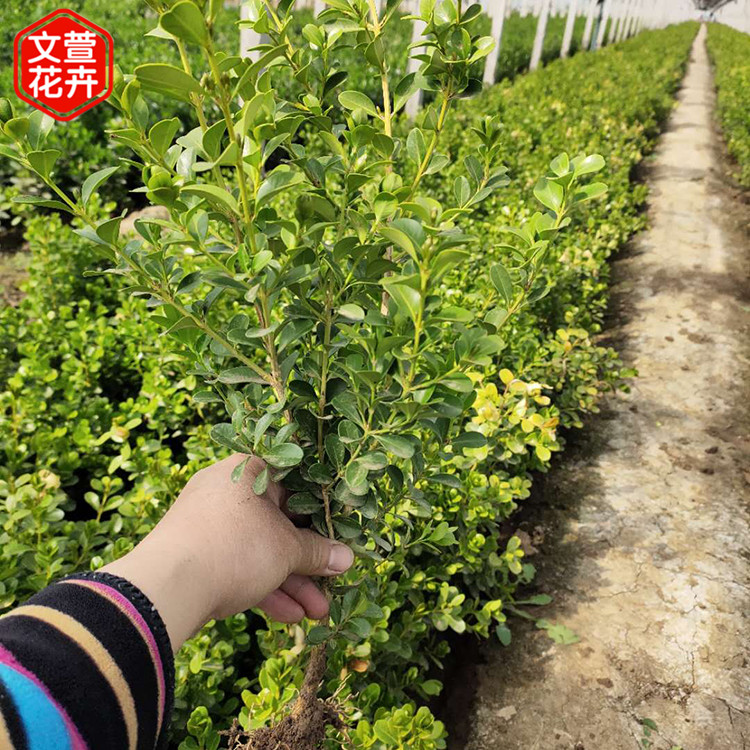 黄杨苗 青州地栽黄杨价格 绿篱用