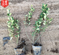 绿化护坡用小叶扶芳藤 绿化苗木批发 文萱花卉