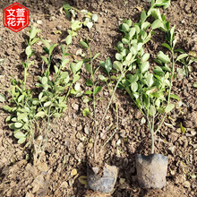 佛甲草批发 山东草花绿叶佛甲草 苗圃基地批发