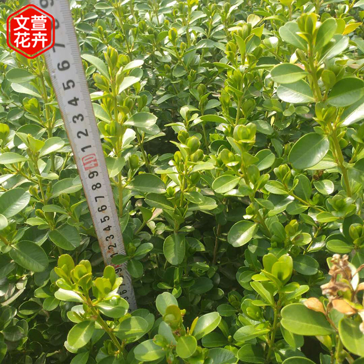地栽黄杨 山东地栽黄杨销售 苗木高度可选