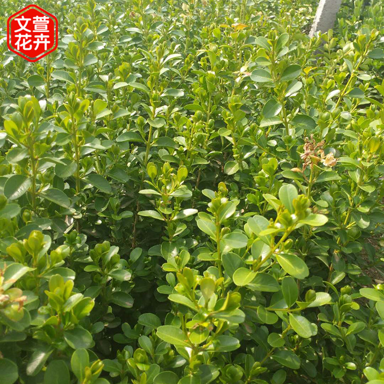 根须长势好 地栽黄杨 地栽黄杨种植基地