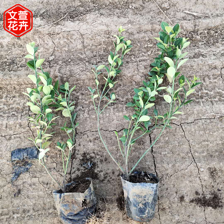 小叶扶芳藤报价 好苗预定 护坡用爬行卫矛