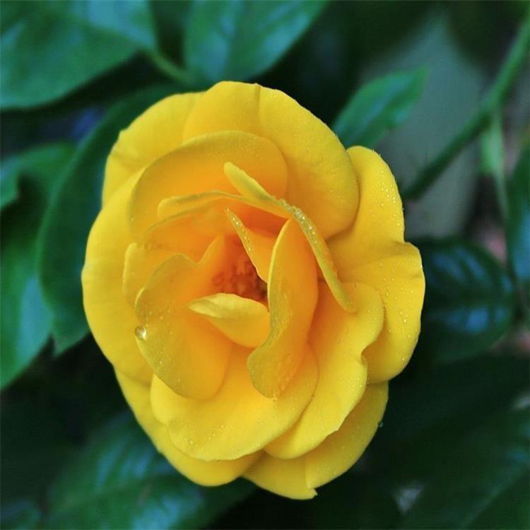 庭院花卉 观赏用大花月季 青州大花月季培育基地
