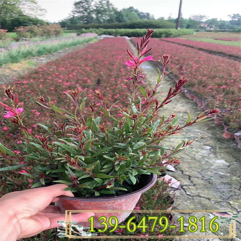 红花山桃草小苗价格 千鸟花种子供应 青州基地种植销售