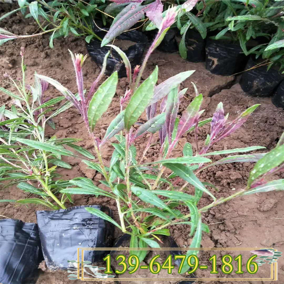 紫叶红花山桃草幼苗 白色山桃草盆栽小苗 青州供应商