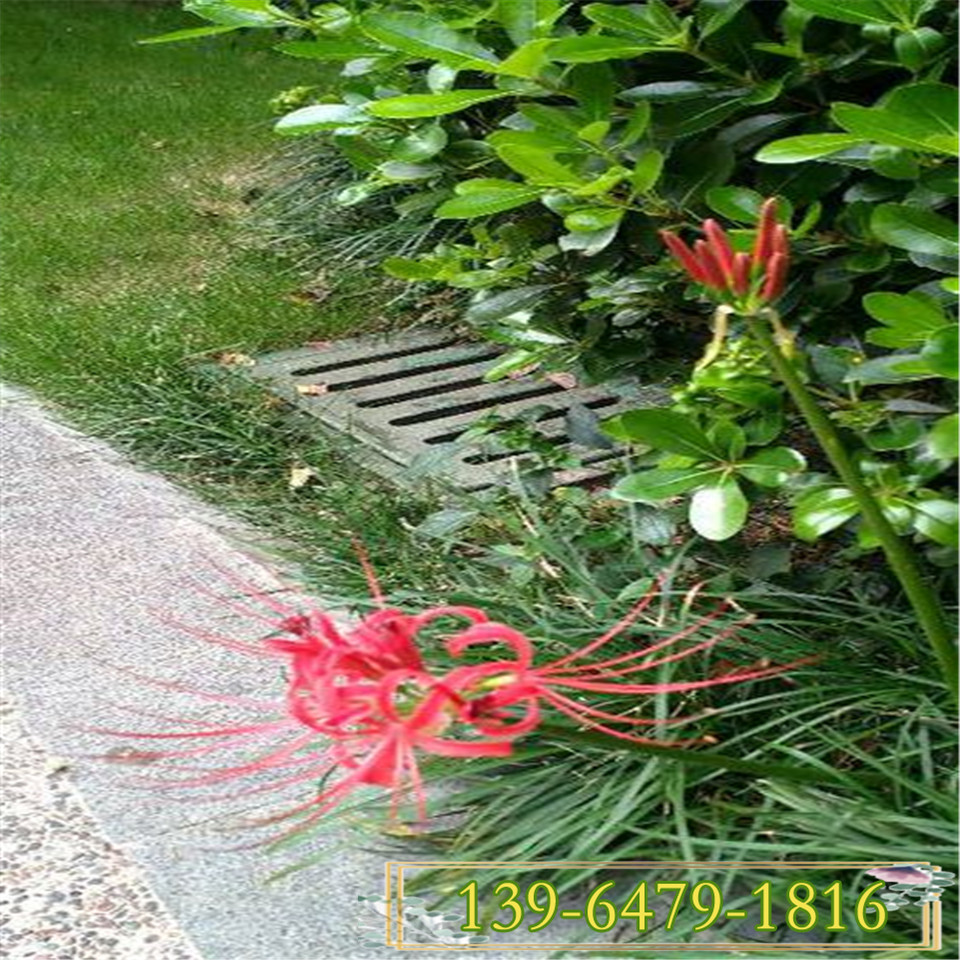 红色彼岸花小苗 红花石蒜杯苗 青州彼岸花盆栽绿植