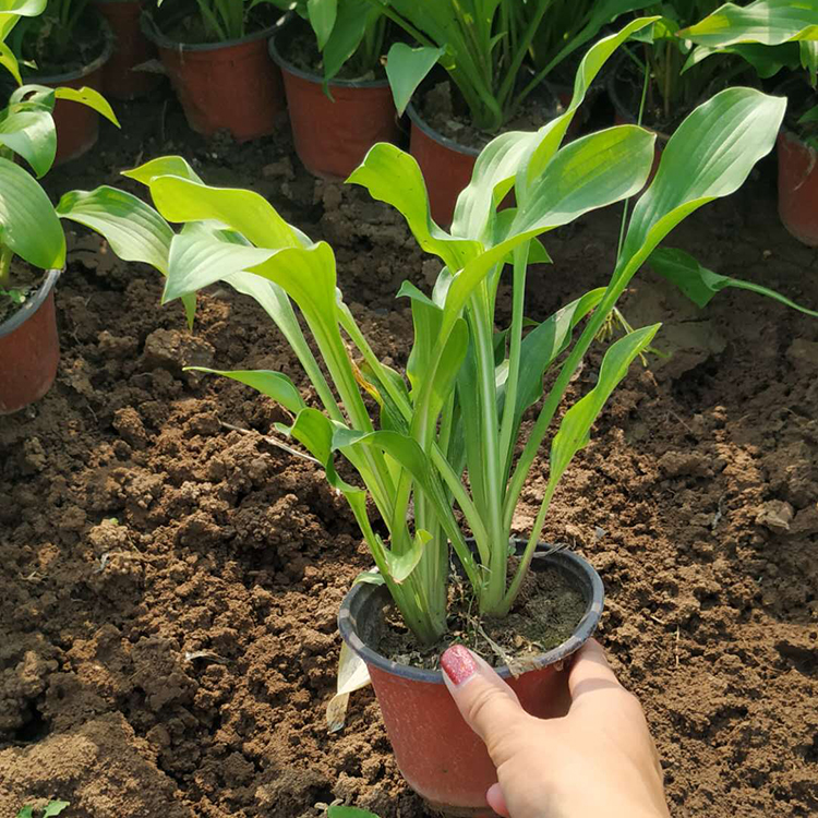 紫花玉簪杯苗 山东花卉基地 供应大量营养杯玉簪