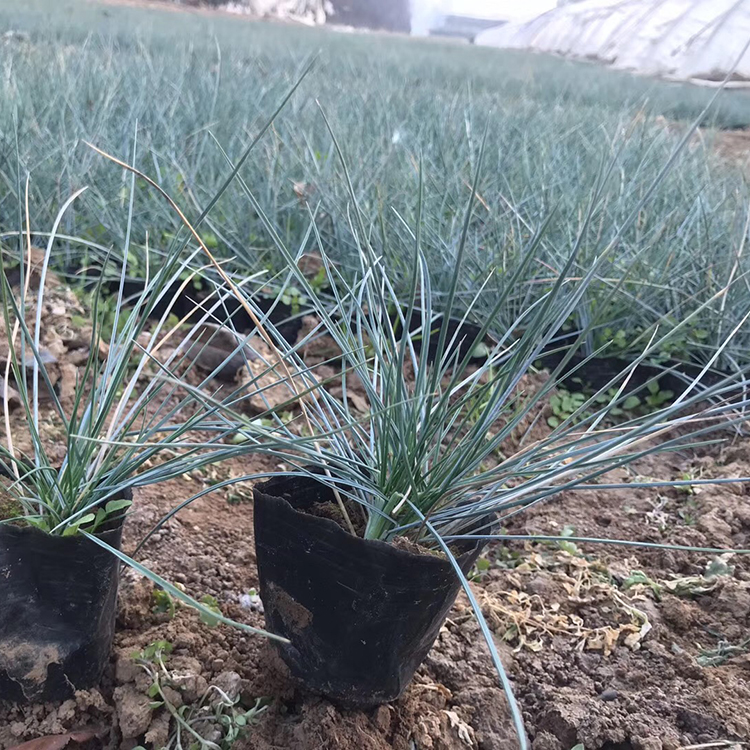 蓝羊茅培育基地 自种自销蓝羊茅 青州蓝羊茅基地
