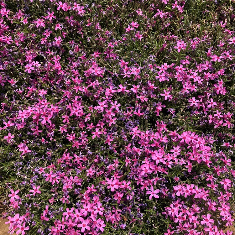 花海小苗 宿根福禄考 青州宿根福禄考种植基地