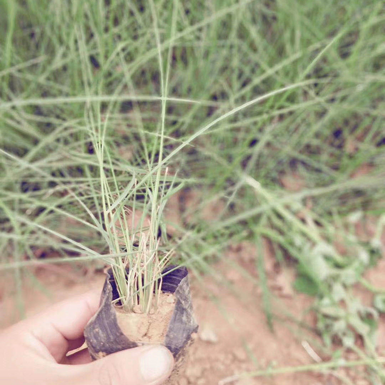 粉黛乱子草 