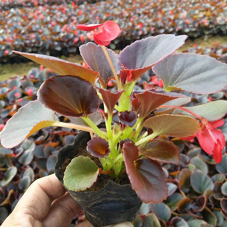 四季海棠_小精灵农业_四季海棠种植批发 河北盆栽四季海棠批售价格
