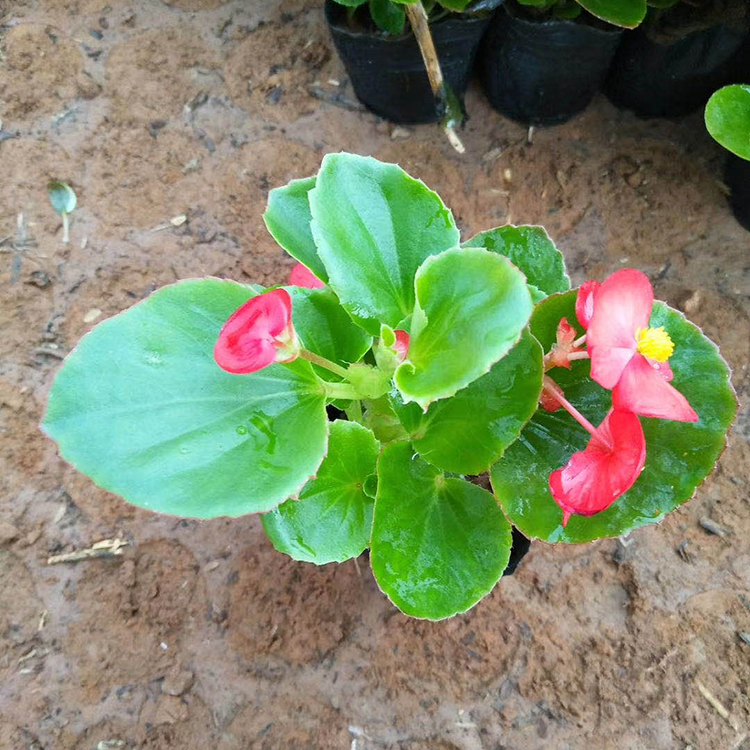 四季海棠 