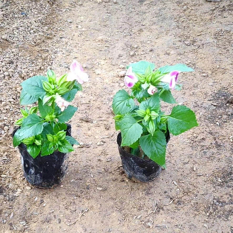 小精灵夏堇长期供应 基地直销夏堇小苗 夏瑾