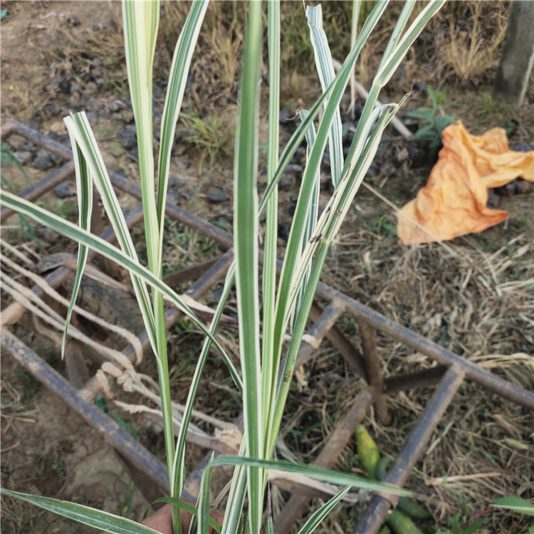 花叶芒基地 基地直销 地被草花花叶芒 青州草花