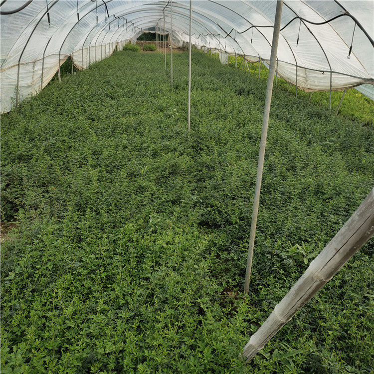 迎春直销 好苗供应 迎春花