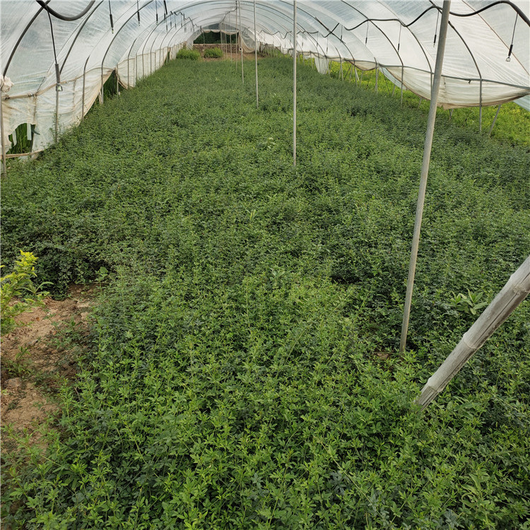 梅花 好苗供应 青州迎春报价