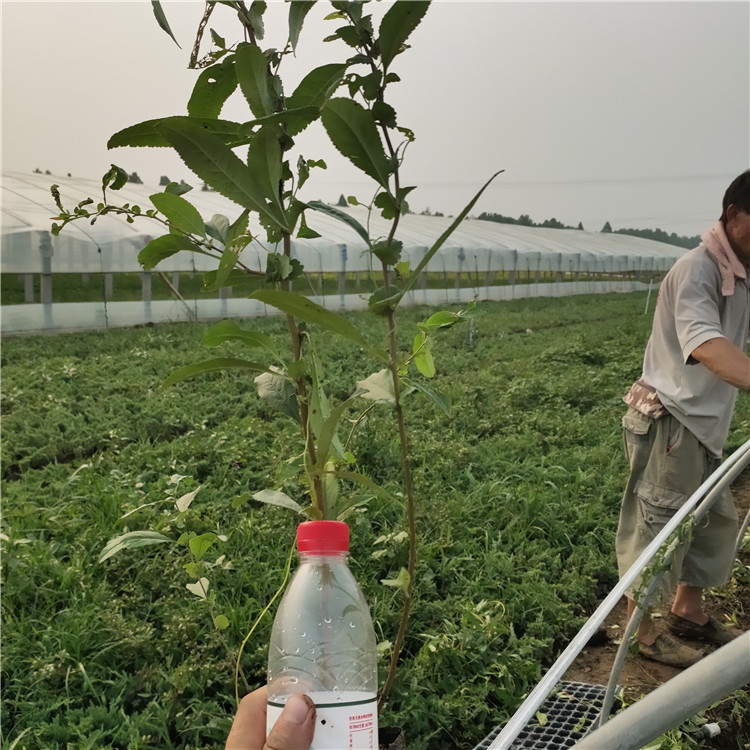 贴梗海棠 日本海棠种植基地