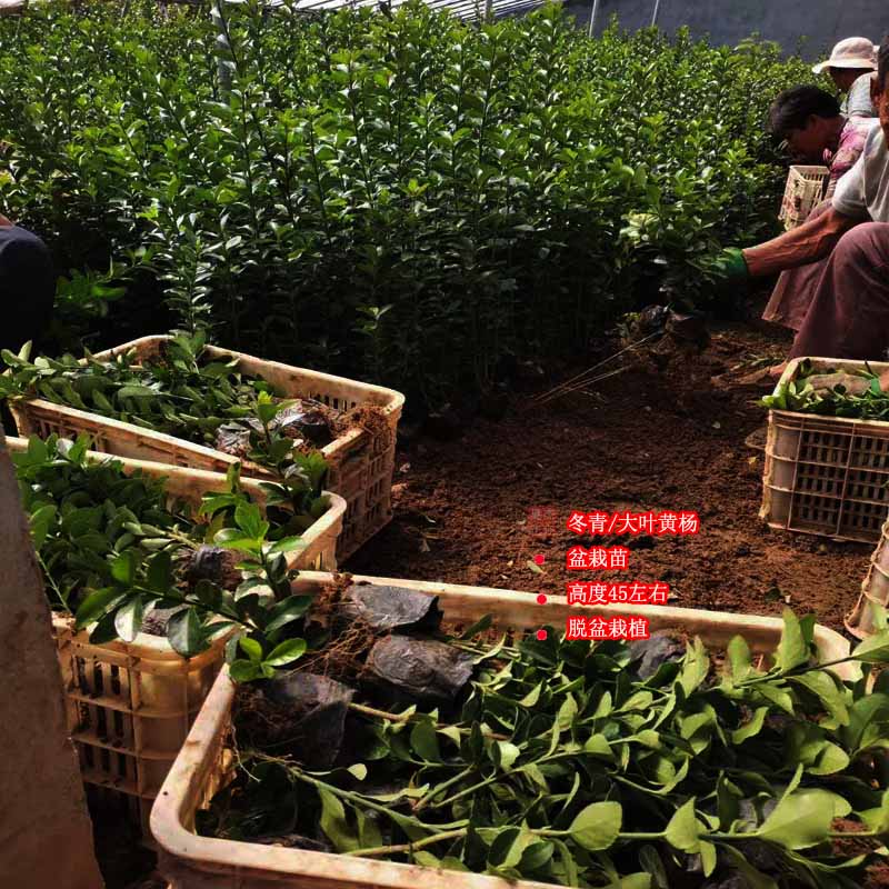 基地供应大叶黄杨 大叶黄杨种植户  青州大叶黄杨   夏杰苗木基地