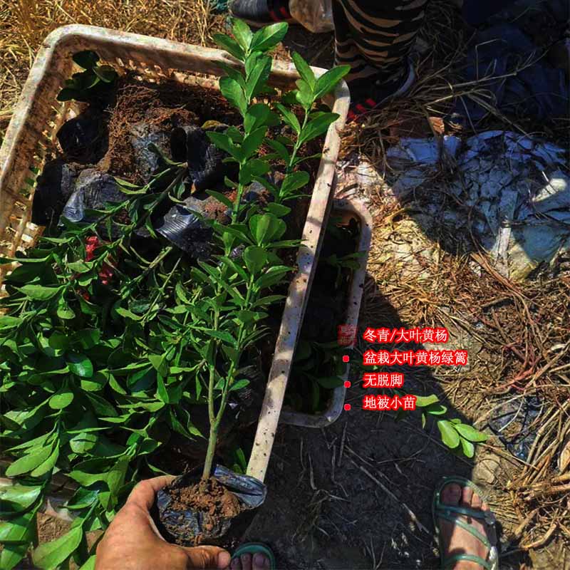 大叶黄杨绿篱报价 大叶黄杨批发   夏杰苗木基地