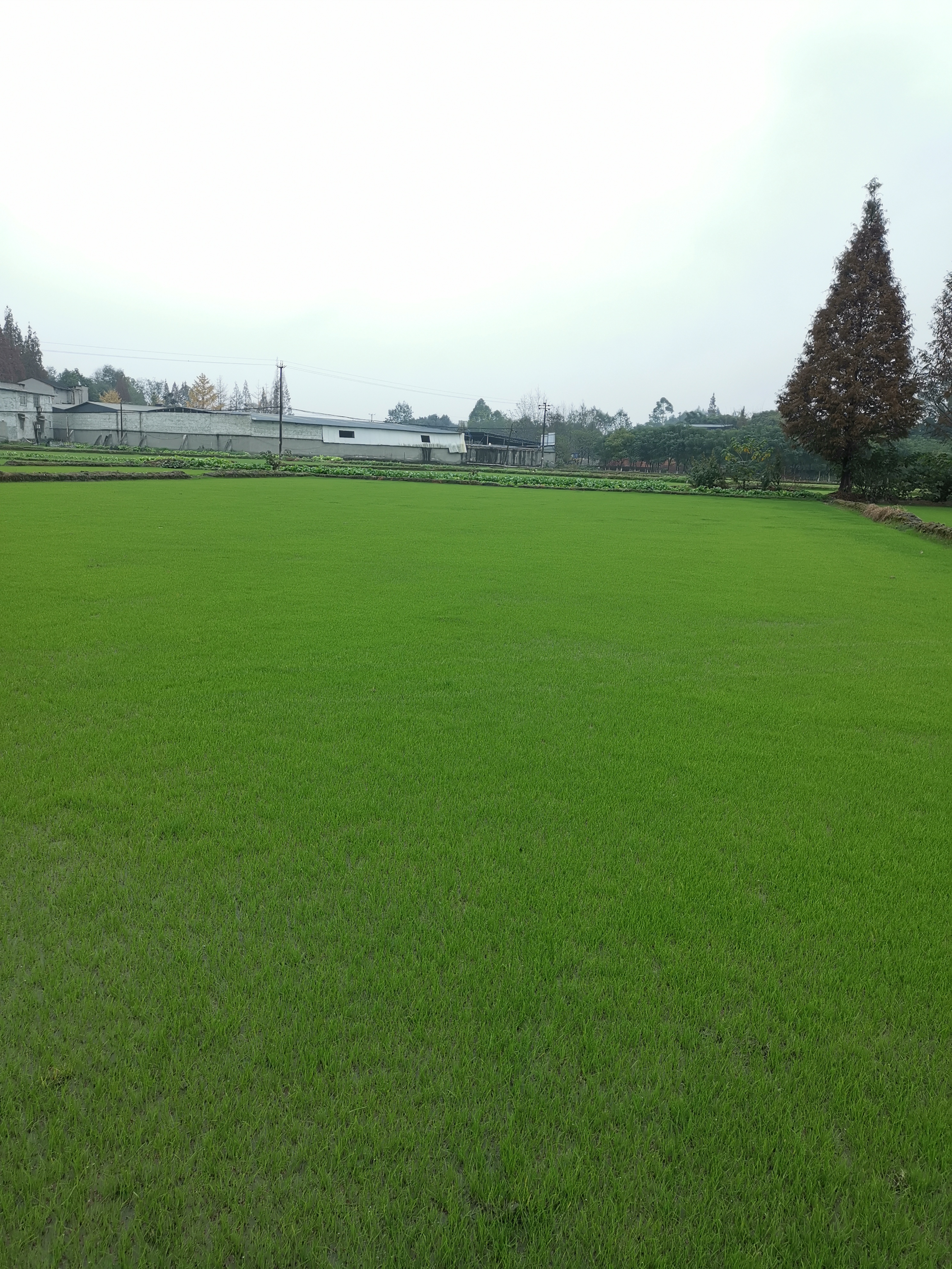 成都百慕大草坪厂家 成都百慕大草坪供应草皮批发 草坪基地
