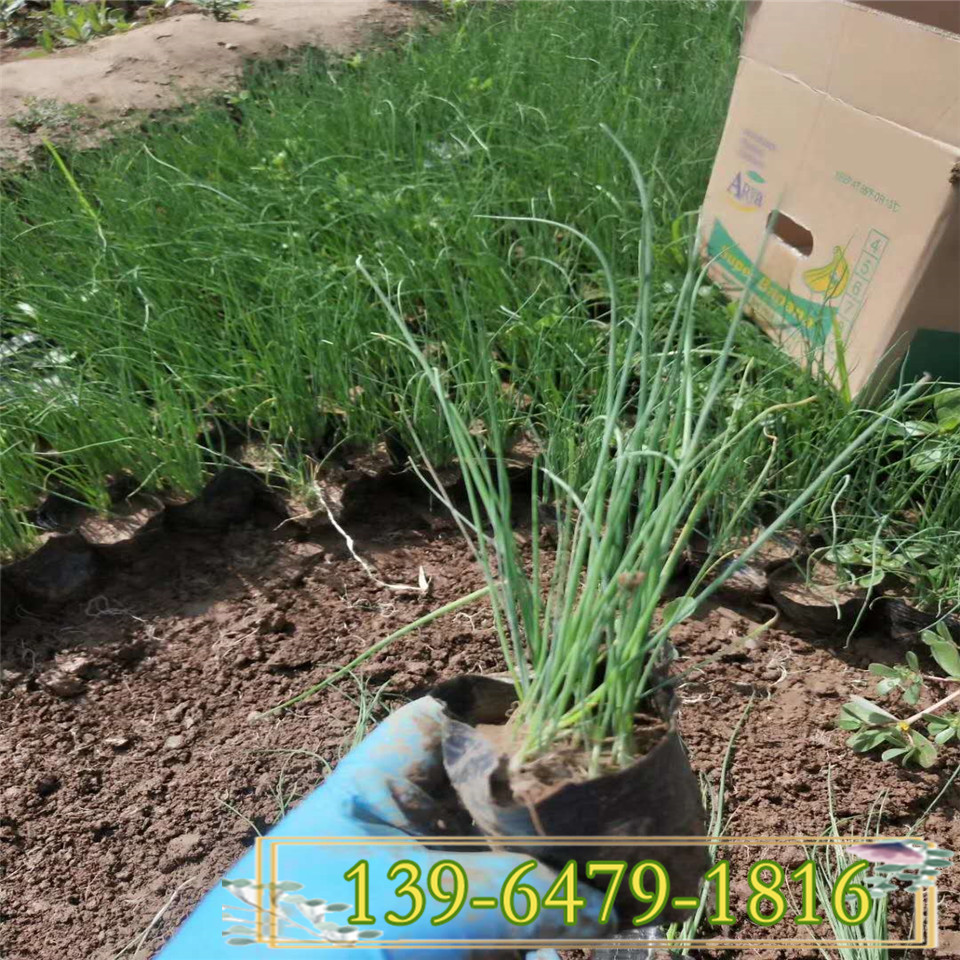 供应紫花花葱小袋苗 紫花花葱杯苗  青州基地直销地被苗