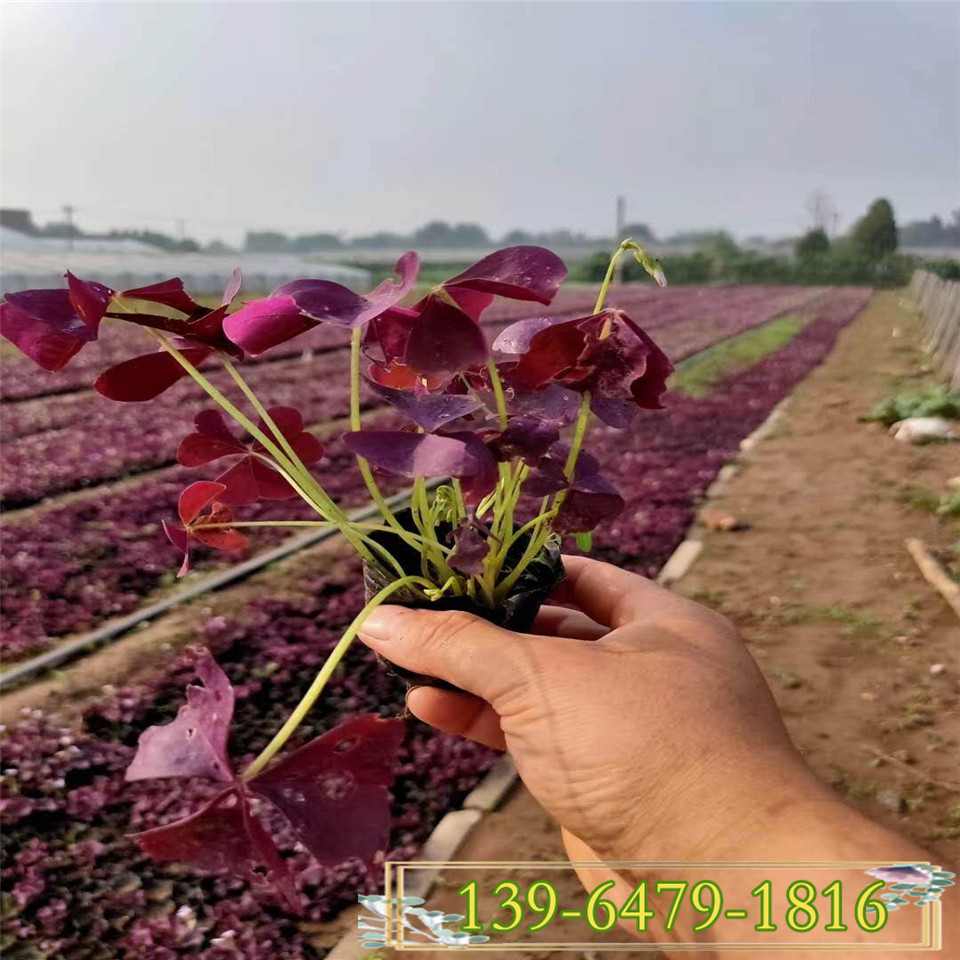 紫叶酢浆草小苗现货直发 盆栽红花酢酱草 青州炸酱草三叶草 
