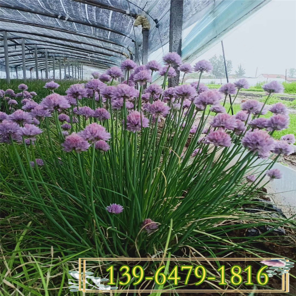 批发花葱工程苗 一手货源苗圃直发 青州花葱营养钵苗