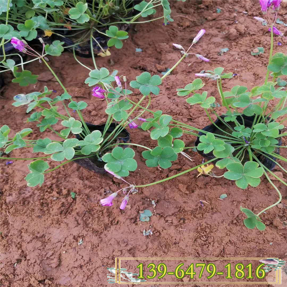 批发红花酢酱草种苗价格 醡浆草种球 炸酱草量大从优