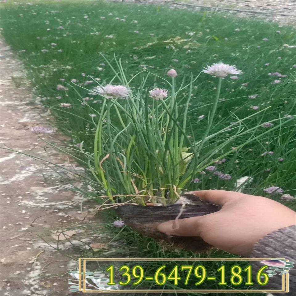 花葱杯苗 青州大量供应好品质草花花葱 青州花小苗葱供应