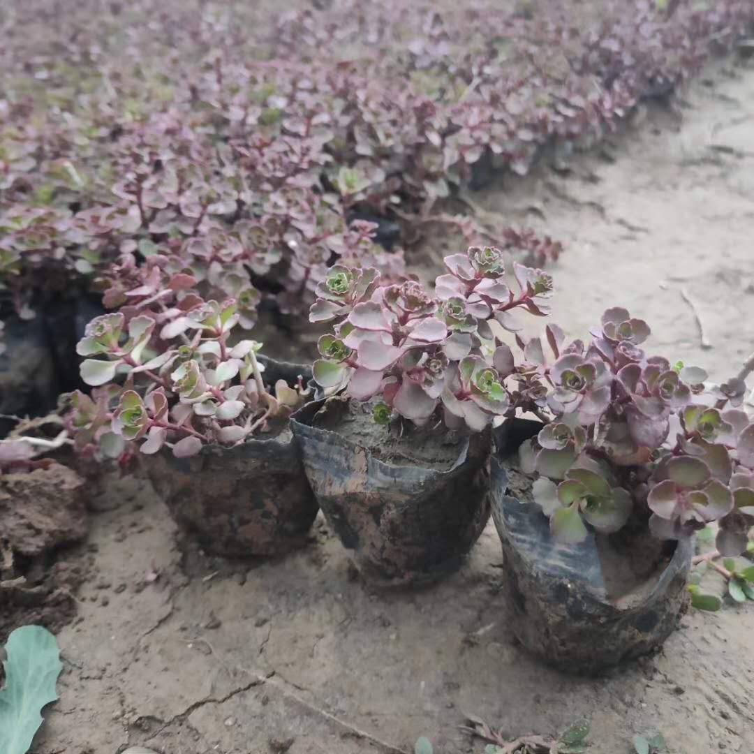 基地种植红景天苗 耐寒铺地花卉小球玫瑰 青州供应商