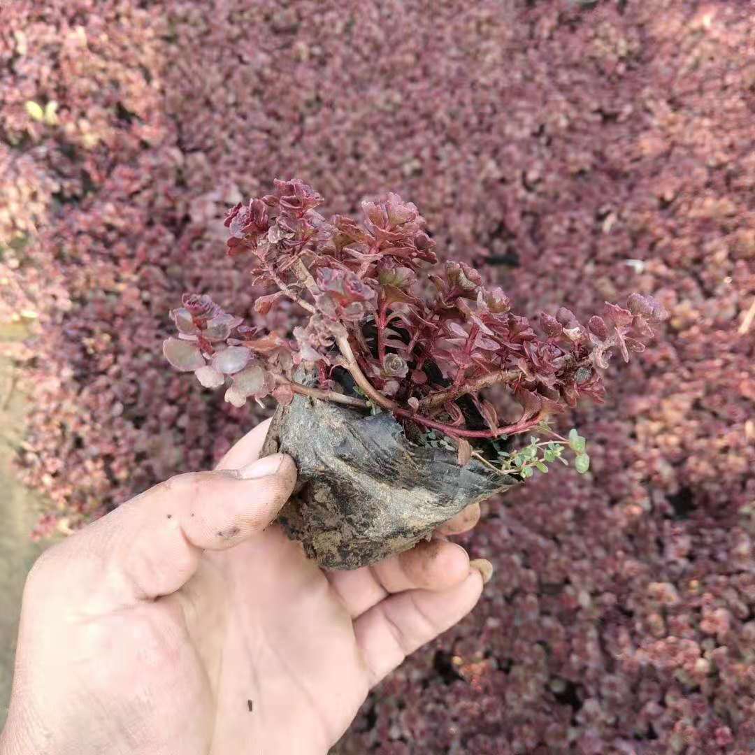 红叶景天小苗批发 基地种植红景天带土苗 耐寒宿根花卉