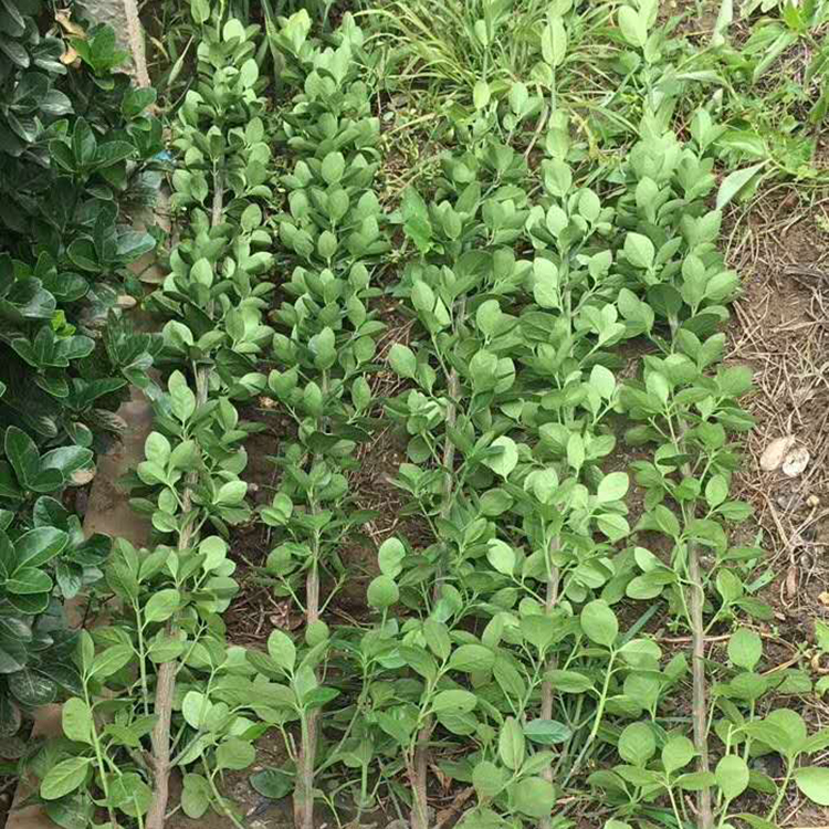 多规格北海道黄杨工程用苗 双亚花卉批发