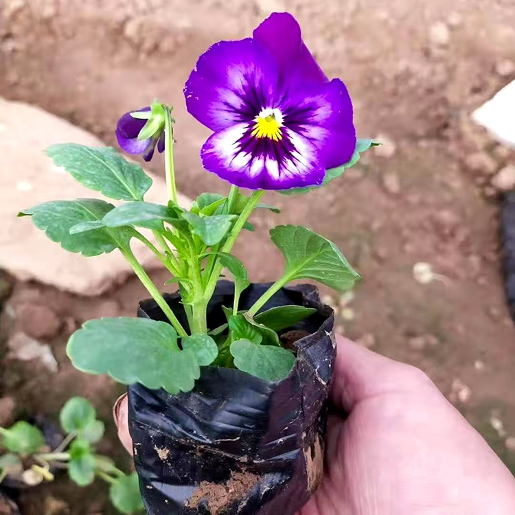 三色堇行情 双亚多种花色租摆三色堇 基地直供