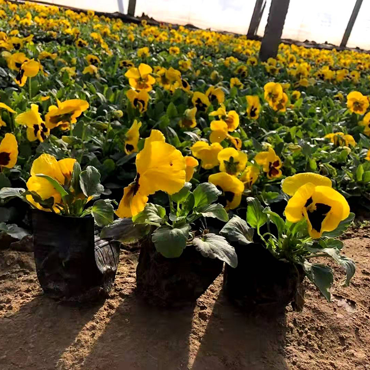 三色堇培育基地 双亚花卉欢迎您