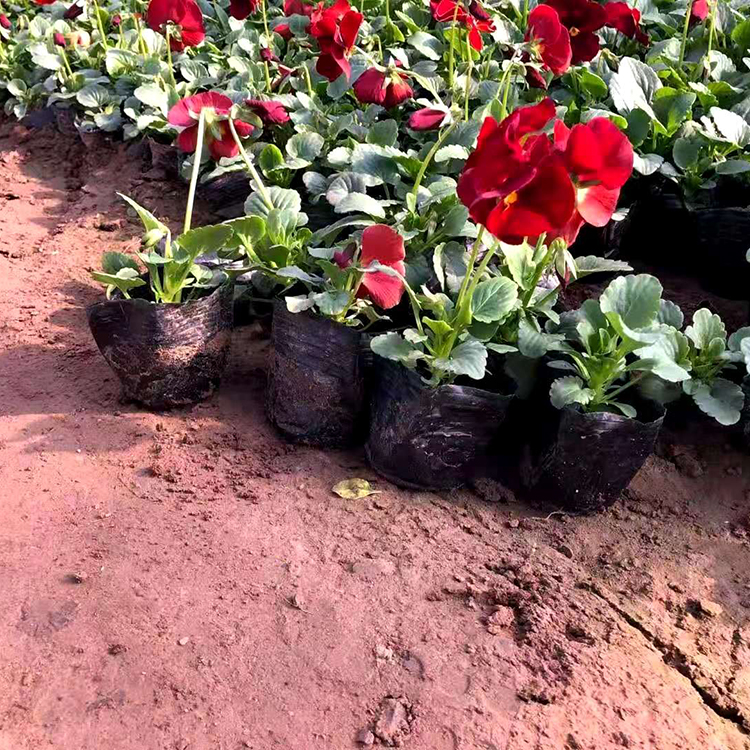 基地直售三色堇 优良三色堇小苗 三色堇培育  青州双亚花卉