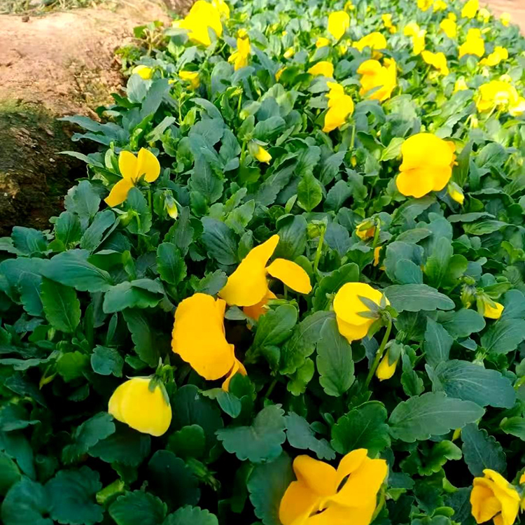 期待您来三色堇种植培育基地 双亚三色堇_优价直销