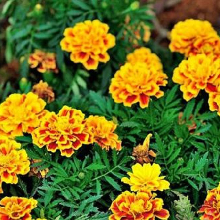 孔雀草大棚种植苗 盆栽孔雀草价格