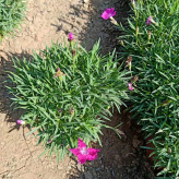 欧石竹盆栽 深粉红色花朵 志民优价直供耐寒欧石竹小苗