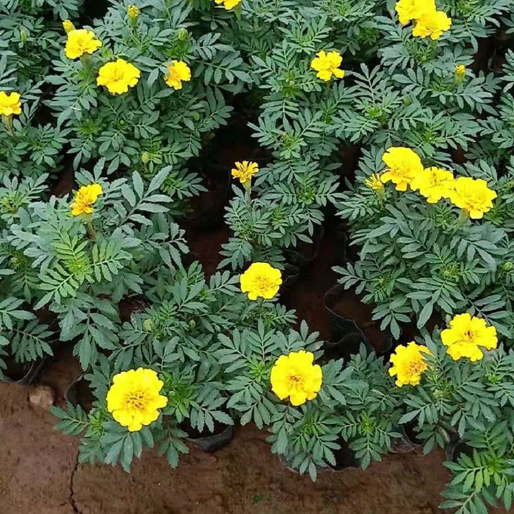 孔雀草培育基地 志民花卉孔雀草供应商