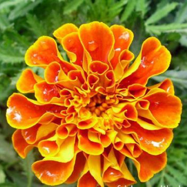 孔雀草 志民花卉批发销售 喜阳正常株型孔雀草花苗