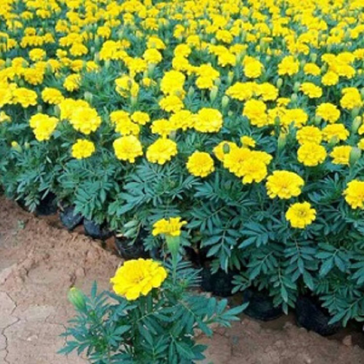 常年种植 孔雀草小苗 孔雀草小苗培育报价 孔雀草小苗基地