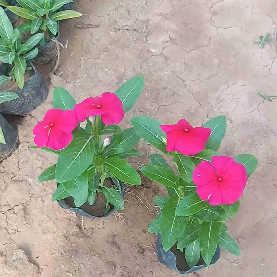 苗圃直销长春花 长春花种植基地 长春花花期长