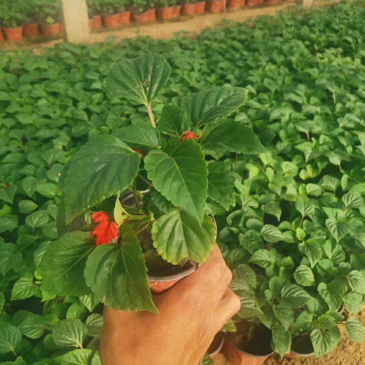 色红鲜艳的一串红批发基地 嘉耀花卉苗木 草花价格