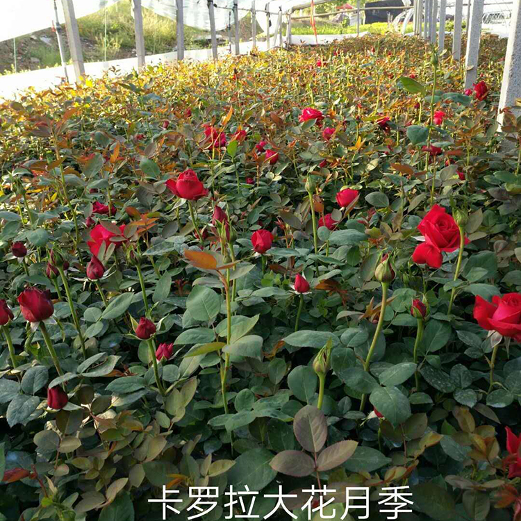 卡罗拉大花月季 大花月季批发 月季小苗种植培育