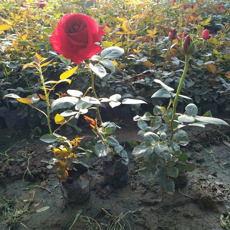 大花月季小苗 大花月季基地种植 批量销售