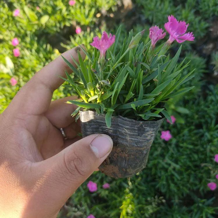 嘉耀欧石竹 基地批发 欧石竹小苗