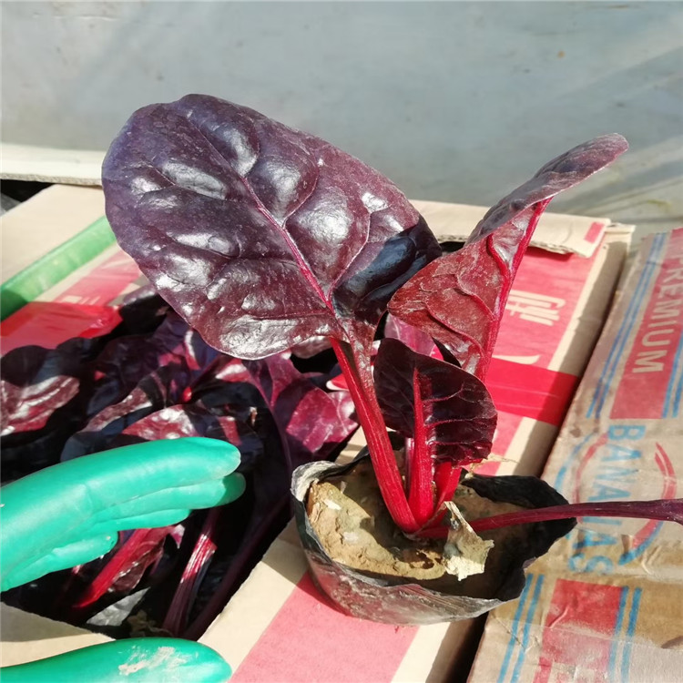 红叶甜菜批发价格 江瑞花卉基地直供