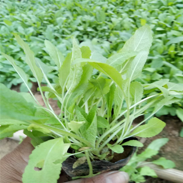 鼠尾草 地被鼠尾草 地被鼠尾草苗子