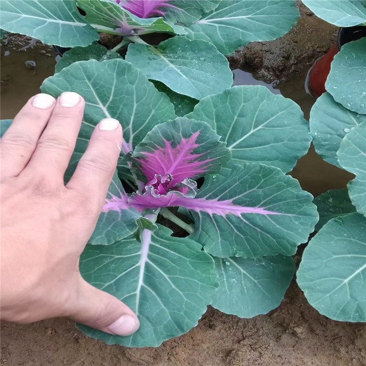 羽衣甘蓝 羽衣甘蓝基地 羽衣甘蓝种植