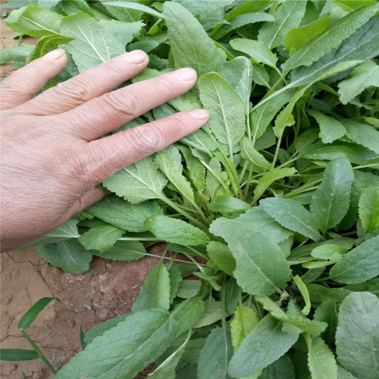 地被鼠尾草价格 蓝花鼠尾草批发 山东鼠尾草基地批发价格
